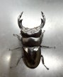 画像2: ブータンアンタエウス　♂８４ｍｍ／♀５０ｍｍ成虫ペア　 (2)