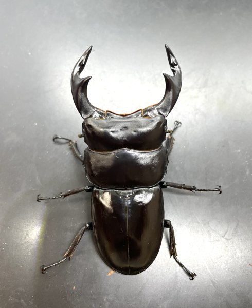 画像2: ブータンアンタエウス　♂８４ｍｍ／♀５０ｍｍ成虫ペア　 (2)