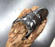 画像1: インドアンタエウス　♂８３ｍｍ／♀４６ｍｍ　成虫ペア　 (1)
