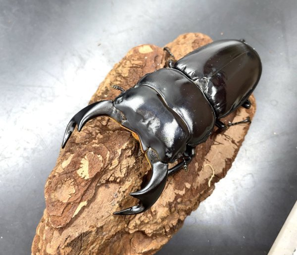 画像1: インドアンタエウス　♂８３ｍｍ／♀４６ｍｍ　成虫ペア　 (1)
