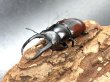 画像1: ドンキエルコクワガタ（原名亜種：赤ドンキ）　♂６４ｍｍ／♀４１ｍｍ成虫ペア　 (1)