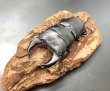 画像4: ■極太血統■ホペイオオクワガタ　♂７２ｍｍ／♀４１ｍｍ　成虫ペア (4)