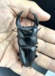 画像2: ■極太血統■ホペイオオクワガタ　♂７７ｍｍ／♀４９ｍｍ　成虫ペア (2)