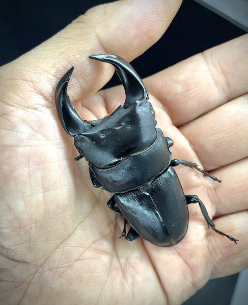 画像1: ■極太血統■ホペイオオクワガタ　♂７２ｍｍ／♀４１ｍｍ　成虫ペア (1)
