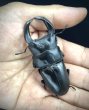 画像1: ■極太血統■ホペイオオクワガタ　♂７４ｍｍ／♀４４ｍｍ　成虫ペア (1)