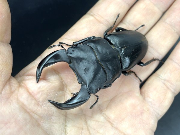 画像1: ■極太血統■ホペイオオクワガタ　♂７４ｍｍ／♀４４ｍｍ　成虫ペア (1)