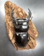 画像2: インドアンタエウス（サディア）　♂７６ｍｍ／♀４４ｍｍ　成虫ペア　 (2)