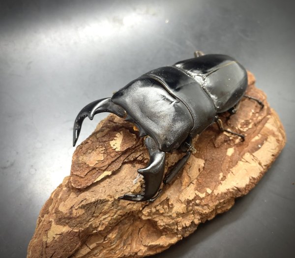 画像1: ダイオウヒラタ　♂８３ｍｍ／♀３９ｍｍ成虫ペア　 (1)