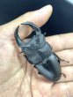 画像1: ■極太血統■ホペイオオクワガタ　♂７５ｍｍ／♀４５ｍｍ　成虫ペア (1)