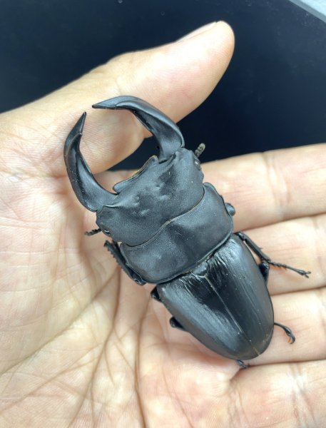 画像1: ■極太血統■ホペイオオクワガタ　♂７５ｍｍ／♀４５ｍｍ　成虫ペア (1)