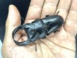 画像3: ■極太血統■ホペイオオクワガタ　♂７４ｍｍ／♀４４ｍｍ　成虫ペア (3)