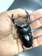 画像2: ブータンアンタエウス　♂８４ｍｍ／♀５２ｍｍ成虫ペア　 (2)
