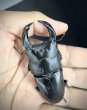 画像3: ■極太血統■ホペイオオクワガタ　♂７７ｍｍ／♀４３ｍｍ　成虫ペア (3)