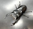 画像1: ブータンアンタエウス　♂８６ｍｍ／♀５２ｍｍ成虫ペア　 (1)