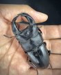 画像3: ■極太血統■ホペイオオクワガタ　♂７７ｍｍ／♀４６ｍｍ　成虫ペア (3)