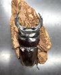 画像2: インドアンタエウス　♂８３ｍｍ／♀４６ｍｍ　成虫ペア　 (2)