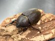 画像1: ヘラクレス レイディ 　♀フリーサイズ単品 (1)