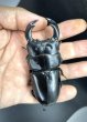 画像2: ブータンアンタエウス　♂８７ｍｍ／♀５２ｍｍ成虫ペア　 (2)