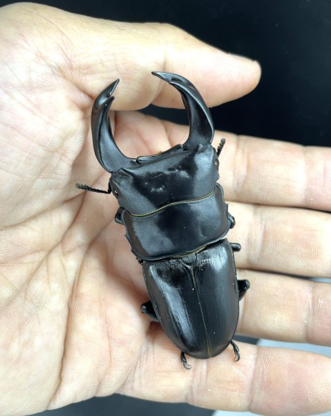 画像1: ■極太血統■ホペイオオクワガタ　♂７７ｍｍ／♀４９ｍｍ　成虫ペア (1)