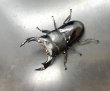 画像1: ブータンアンタエウス　♂８４ｍｍ／♀５０ｍｍ成虫ペア　 (1)