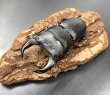 画像3: ■極太血統■ホペイオオクワガタ　♂７２ｍｍ／♀４１ｍｍ　成虫ペア (3)