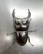 画像3: ブータンアンタエウス　♂８６ｍｍ／♀５２ｍｍ成虫ペア　 (3)