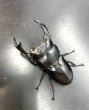 画像2: ブータンアンタエウス　♂８６ｍｍ／♀５２ｍｍ成虫ペア　 (2)
