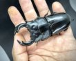 画像3: ブータンアンタエウス　♂８７ｍｍ／♀５２ｍｍ成虫ペア　 (3)