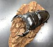 画像1: インドアンタエウス　♂７８ｍｍ／♀４５ｍｍ　成虫ペア　 (1)
