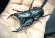 画像1: オオクワガタ（極太血統：アンバランス血統）　♂６７ｍｍ／４５ｍｍ成虫ペア　 (1)