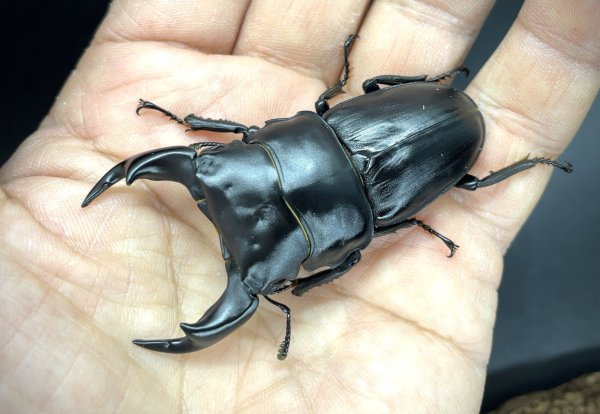 画像1: オオクワガタ（極太血統：アンバランス血統）　♂６７ｍｍ／４５ｍｍ成虫ペア　 (1)