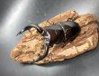 画像2: アマミノコギリクワガタ　♂７６ｍｍ／♀４１ｍｍ　成虫ペア　 (2)