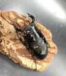 画像1: タランドゥスオオツヤクワガタ　♂６６ｍｍ／♀４８ｍｍ成虫ペア　 (1)