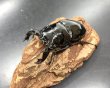 画像1: タランドゥスオオツヤクワガタ　♂７７ｍｍ／♀５１ｍｍ成虫ペア　 (1)