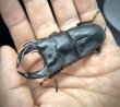 画像2: オオクワガタ（極太血統 鬼若子）　♂７４ｍｍ／♀４９ｍｍ成虫ペア (2)