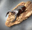 画像2: アマミノコギリクワガタ　♂７７ｍｍ／♀４１ｍｍ　成虫ペア　 (2)