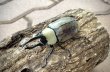 画像1: グラントシロカブト　♂７０ｍｍ／♀５１ｍｍ　成虫ペア (1)