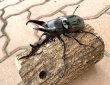 画像2: マレーコーカサスオオカブト　♂９６ｍｍB品／♀５８ｍｍ　成虫ペア (2)