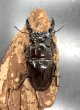 画像2: レギウスオオツヤクワガタ　♂７０ｍｍ／♀４３ｍｍ成虫ペア　 (2)