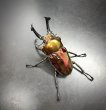 画像2: ニジイロクワガタ（レッドピカール血統）♂５６ｍｍ♀３７ｍｍ成虫ペア　 (2)