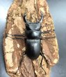 画像3: ヒメオオクワガタ　♂４７ｍｍA'品／♀３４ｍｍ　成虫ペア (3)