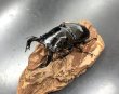 画像1: タランドゥスオオツヤクワガタ　♂８１ｍｍ／♀５０ｍｍ成虫ペア　 (1)