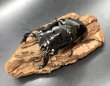 画像2: タランドゥスオオツヤクワガタ（ホワイトアイ）　♂８１ｍｍ／♀５０ｍｍ　成虫ペア　 (2)
