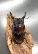 画像3: レギウスオオツヤクワガタ　♂８０ｍｍ／♀４７ｍｍ成虫ペア　 (3)