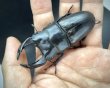 画像1: オオクワガタ（極太血統 鬼若子）　♂７５ｍｍ／♀４９ｍｍ成虫ペア (1)