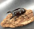 画像1: レギウスオオツヤクワガタ　♂７０ｍｍ／♀４３ｍｍ成虫ペア　 (1)