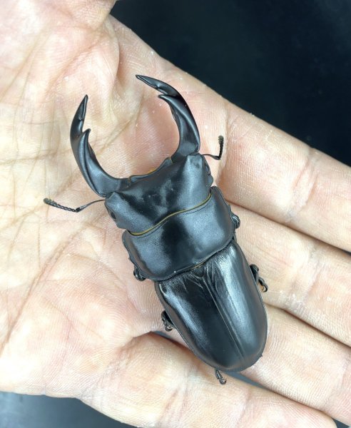 画像1: オオクワガタ（能勢ＹＧ血統）　♂７０ｍｍＵＰ／♀４５ｍｍＵＰ　成虫ペア　 (1)