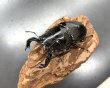 画像2: タランドゥスオオツヤクワガタ　♂８１ｍｍ／♀５０ｍｍ成虫ペア　 (2)