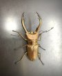 画像3: トルンカートゥスホソアカクワガタ　♂６３ｍｍ／♀３０ｍｍ成虫ペア　 (3)