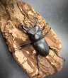 画像2: ヒメオオクワガタ　♂４７ｍｍA'品／♀３４ｍｍ　成虫ペア (2)